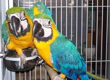 parrots and fertile parrot eggs for sale