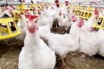 Bird flu USA breaking, Bird flu latest breaking, bird flu outbreak in the usa triggers doubts, Chicken