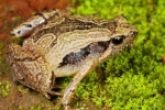 Frog Mucus Kills H1 Flu Virus, Frog Mucus Kills Flu Virus, south indian frog mucus kills flu virus, Vistara